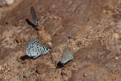 Leptotes cassius