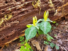 Trillium luteum