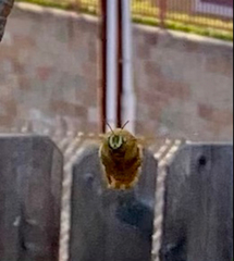 Xylocopa sonorina
