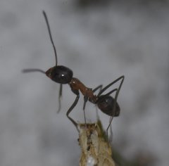 Dorymyrmex flavopectus