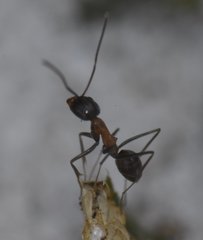 Dorymyrmex flavopectus