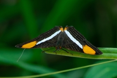 Adelpha syma