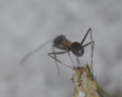 Dorymyrmex flavopectus