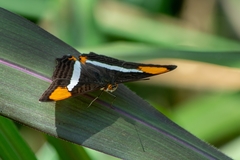 Adelpha syma