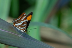 Adelpha syma