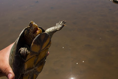 Kinosternon hirtipes