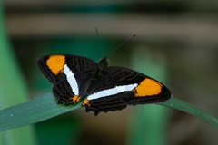 Adelpha syma