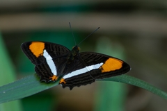 Adelpha syma