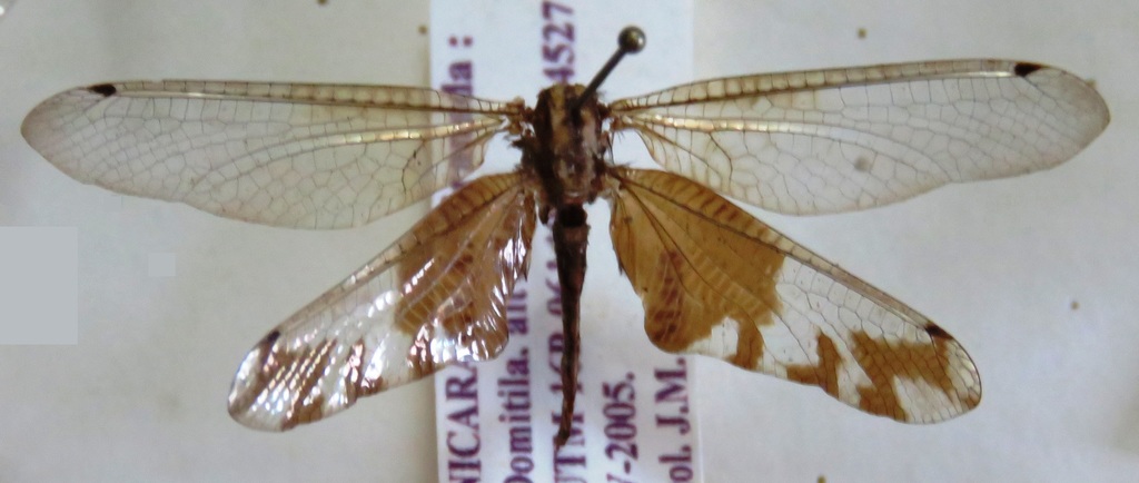 Cordulecerus subiratus