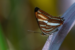 Adelpha syma