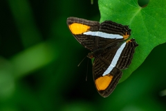 Adelpha syma