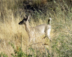 Odocoileus virginianus carminis