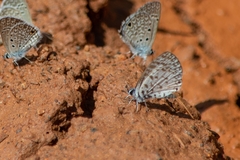 Leptotes cassius