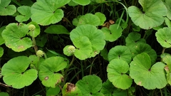 Hydrocotyle vulgaris