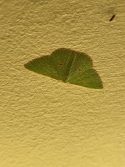 Chlorocoma cadmaria