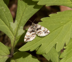 Enchoria lacteata