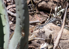 Aspidoscelis scalaris