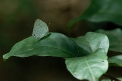 Ostrinotes sophocles