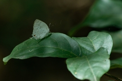 Ostrinotes sophocles
