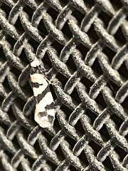 Lepidoscia characota