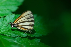 Arawacus separata