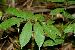 Millettia pachycarpa