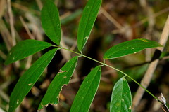 Millettia pachycarpa