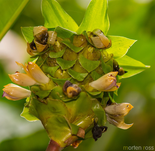 Goeppertia capitata (Goeppertia capitata)