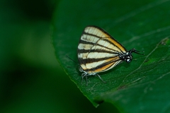 Arawacus separata