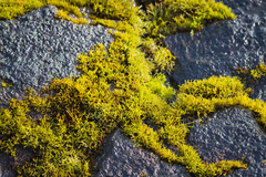 Ahnfeltiopsis concinna