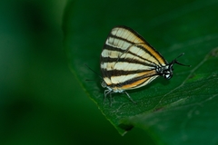 Arawacus separata