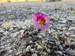 Erythranthe rhodopetra