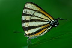 Arawacus separata
