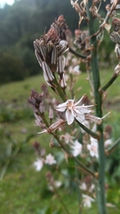 Asphodelus ramosus