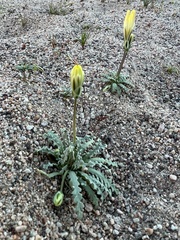 Anisocoma acaulis