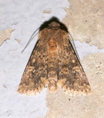 Pseudobryomima fallax