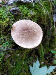 Leccinum snellii