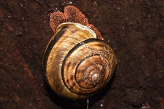 Monadenia infumata callidina