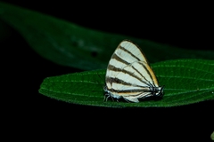 Arawacus separata