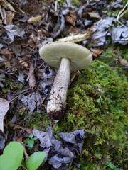 Leccinum snellii