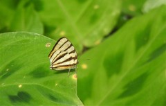 Arawacus separata