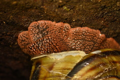 Monadenia infumata callidina