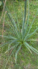 Asphodelus ramosus