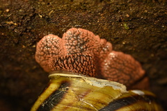 Monadenia infumata callidina