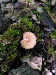 Cystoagaricus subamarus