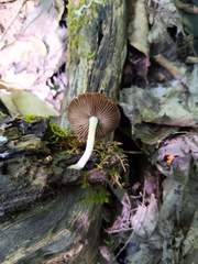 Cystoagaricus subamarus