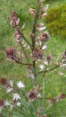 Asphodelus ramosus