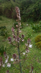 Asphodelus ramosus