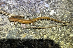 Eurycea chamberlaini