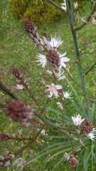 Asphodelus ramosus